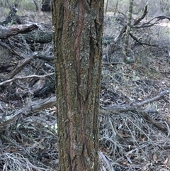 Callitris endlicheri at Crowther, NSW - 14 Jun 2025 04:14 PM