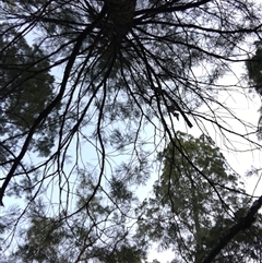 Callitris endlicheri at Crowther, NSW - 14 Jun 2025 04:14 PM