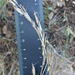 Rytidosperma pallidum (Red-anther Wallaby Grass) at Crowther, NSW - 14 Jun 2025 by Frecko