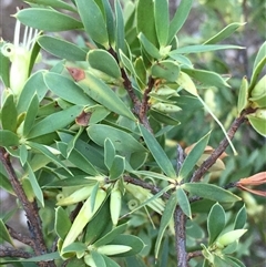 Styphelia triflora (Five-corners) at Crowther, NSW - 14 Jun 2025 by Frecko