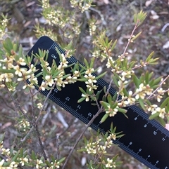 Monotoca scoparia (Broom Heath) at Crowther, NSW - 14 Jun 2025 by Frecko