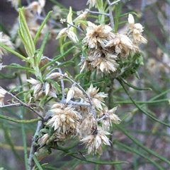 Cassinia laevis (Cough Bush) at Crowther, NSW - 14 Jun 2025 by Frecko