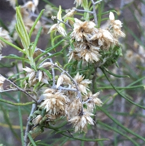 Cassinia laevis (Cough Bush) at Crowther, NSW - Today by Frecko