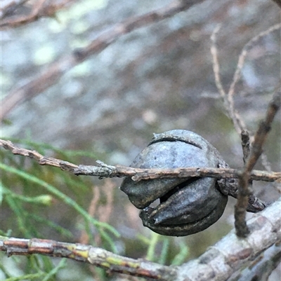 Callitris endlicheri (Black Cypress Pine) at Crowther, NSW - 14 Jun 2025 by Frecko