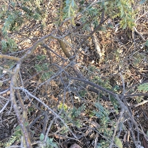 Acacia vestita (Hairy Wattle) at Crowther, NSW - Today by Frecko