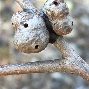 Unverified Eucalyptus Gall at Crowther, NSW - Today by Frecko