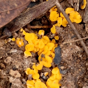 Unverified Fungus by LisaH