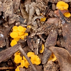 Phaeohelotium (Discinella terrestris aggregate) at Mongarlowe, NSW - suppressed