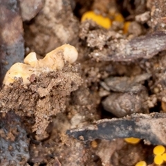 Phaeohelotium (Discinella terrestris aggregate) at Mongarlowe, NSW - suppressed