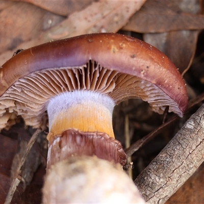 Cortinarius sp. (Cortinarius) at Mongarlowe, NSW - 13 Jun 2025 by LisaH