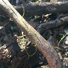 Cassytha (genus) (Dodder) at Crowther, NSW - 14 Jun 2025 by Frecko