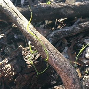 Cassytha (genus) (Dodder) at Crowther, NSW - Today by Frecko