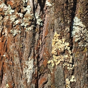 Callitris endlicheri (Black Cypress Pine) at Crowther, NSW - Today by Frecko