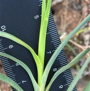 Stypandra glauca (Nodding Blue Lily) at Crowther, NSW - Today by Frecko