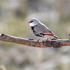 Stagonopleura guttata (Diamond Firetail) at Kenny, ACT - 14 Jun 2025 by Terrylee