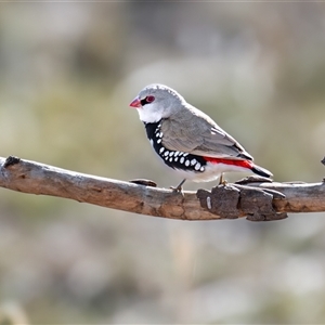 Stagonopleura guttata at Kenny, ACT - Today by Terrylee