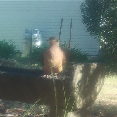 Macropygia phasianella (Brown Cuckoo-dove) at Moruya, NSW - 17 May 2025 by LisaH