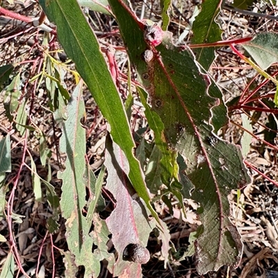 Unverified Unidentified Insect Gall at Rendezvous Creek, ACT - 14 Jun 2025 by KMcCue
