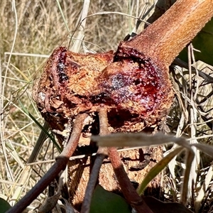 Unverified Insect at Rendezvous Creek, ACT - Today by KMcCue