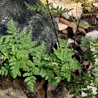 Cheilanthes austrotenuifolia at Aranda, ACT - 13 Jun 2025 by KMcCue
