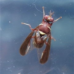Dacus (genus) (A fruit fly) at Narrabundah, ACT - 13 Jun 2025 by RobParnell