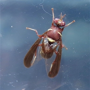 Unverified True fly (Diptera) at Narrabundah, ACT - Yesterday by RobParnell