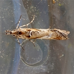 Acmosara polyxena (Heliocosma Group) at Moruya, NSW - 14 Jun 2025 by LisaH