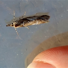 Acmosara polyxena at Moruya, NSW - suppressed