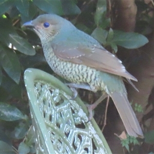 Ptilonorhynchus violaceus (Satin Bowerbird) at Narrabundah, ACT - 10 Jun 2025 by RobParnell