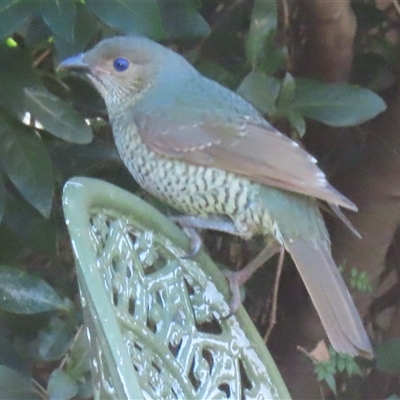 Ptilonorhynchus violaceus (Satin Bowerbird) at Narrabundah, ACT - 10 Jun 2025 by RobParnell