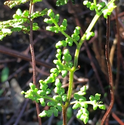 Cheilanthes sieberi subsp. sieberi (Mulga Rock Fern) at Crowther, NSW - 14 Jun 2025 by Frecko