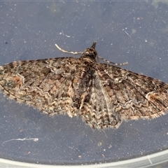 Pasiphilodes testulata (Pome looper) at Moruya, NSW - Yesterday by LisaH