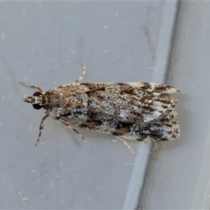 Unverified Moth (Lepidoptera) by LisaH
