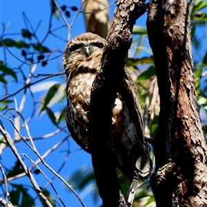 Ninox boobook by LisaH