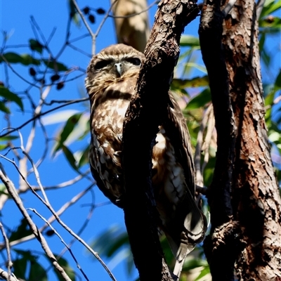 Ninox boobook (Southern Boobook) at Moruya, NSW - 14 Jun 2025 by LisaH