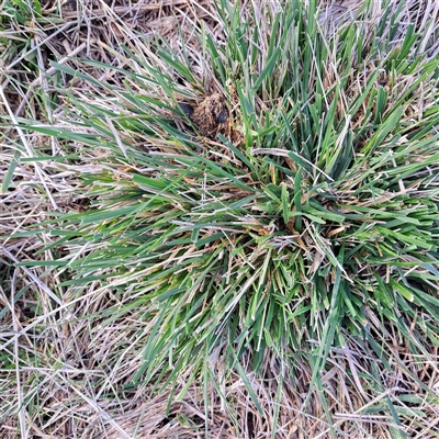 Nassella neesiana (Chilean Needlegrass) at Watson, ACT - 14 Jun 2025 by abread111