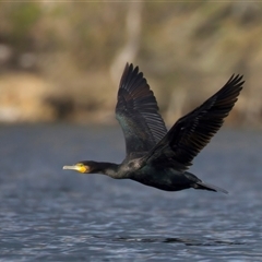 Phalacrocorax carbo (Great Cormorant) at Yarrow, NSW - 12 Jun 2025 by jb2602