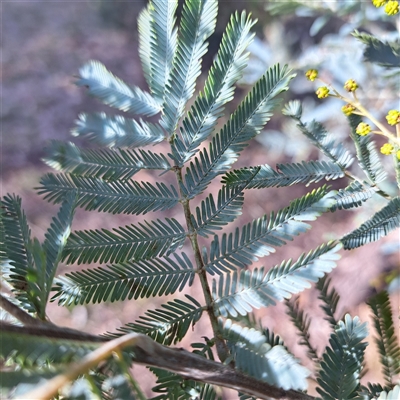 Acacia baileyana x Acacia dealbata (Cootamundra Wattle x Silver Wattle (Hybrid)) at Watson, ACT - 14 Jun 2025 by abread111