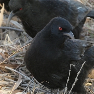 Corcorax melanorhamphos at Strathnairn, ACT - 14 Jun 2025 02:12 PM
