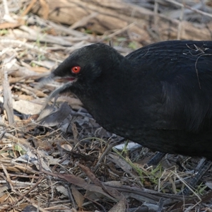 Corcorax melanorhamphos at Strathnairn, ACT - 14 Jun 2025 02:12 PM