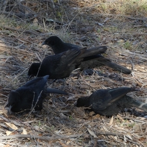 Corcorax melanorhamphos at Strathnairn, ACT - 14 Jun 2025 02:12 PM