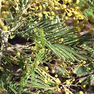 Acacia decurrens at Watson, ACT - Today by abread111
