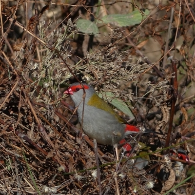 Neochmia temporalis (Red-browed Finch) at Strathnairn, ACT - 14 Jun 2025 by SteveBorkowskis