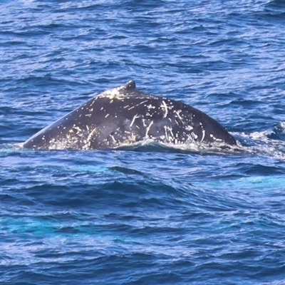 Megaptera novaeangliae (Humpback Whale) at Guerilla Bay, NSW - 14 Jun 2025 by LisaH
