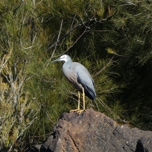 Egretta novaehollandiae at Strathnairn, ACT - Today by SteveBorkowskis