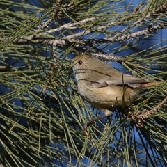 Acanthiza pusilla (Brown Thornbill) at Strathnairn, ACT - 14 Jun 2025 by SteveBorkowskis