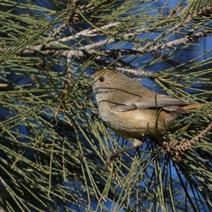 Acanthiza pusilla at Strathnairn, ACT - Today by SteveBorkowskis