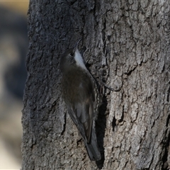 Cormobates leucophaea (White-throated Treecreeper) at Strathnairn, ACT - 14 Jun 2025 by SteveBorkowskis