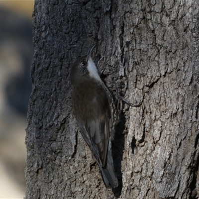 Cormobates leucophaea (White-throated Treecreeper) at Strathnairn, ACT - 14 Jun 2025 by SteveBorkowskis