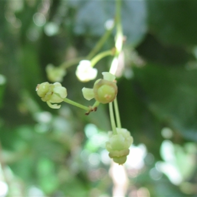 Phyllanthus clamboides at Mossman Gorge, QLD - 18 Mar 2015 by JasonPStewartNMsnc2016